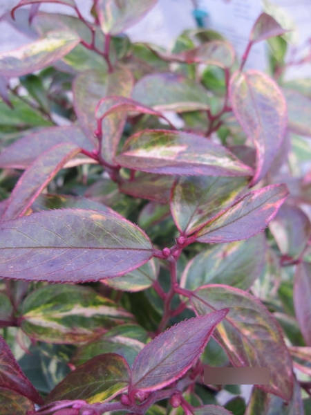 Traubenheide Makijaz - Leucothoe fontanesiana Makijaz